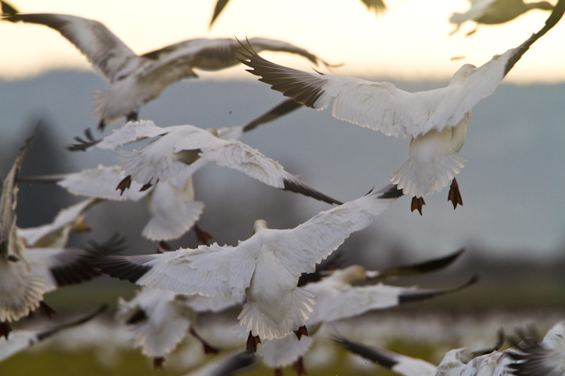 Snow Geese In Flight